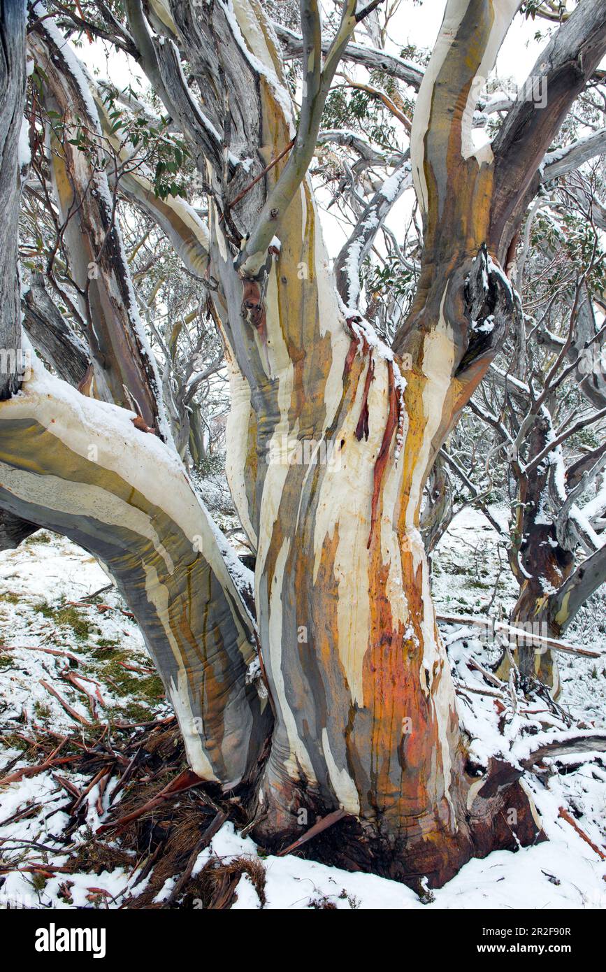 Snow Eucalyptus im Alpine National Park, Victoria, Australien Stockfoto