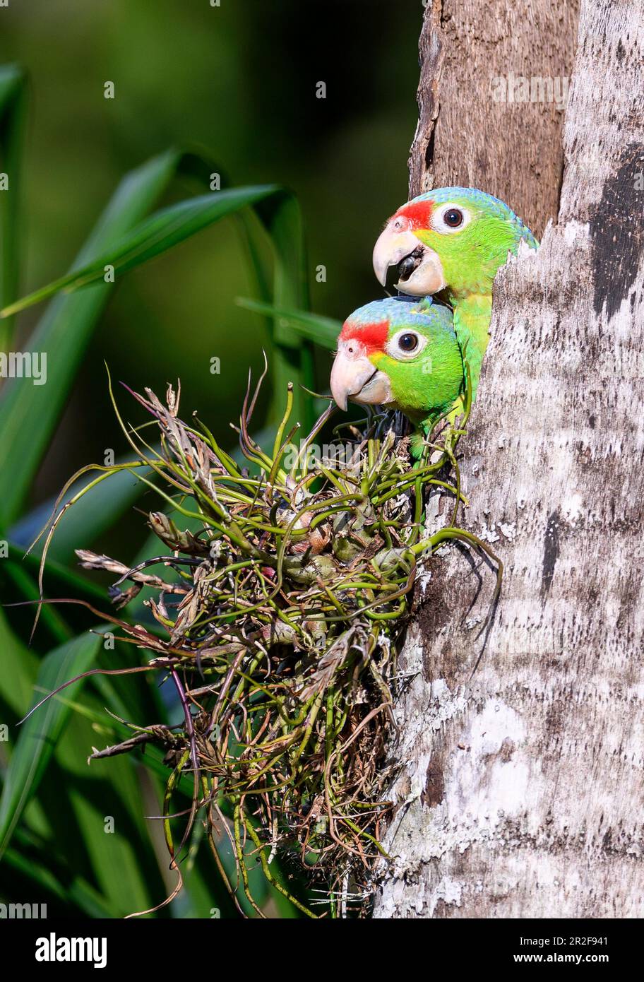 Grosse Küken von Rotlorpapageien (Amazona autumnalis) in ihrem Nistloch. Foto von Laguna Lagarto, Costa Rica. Stockfoto