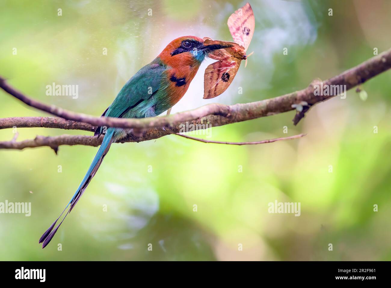 Breitschwanzmot (Electron platyrhynchum) mit Beute. Foto von Las Arrieras, Sarapiqui, Cosdta Rica. Stockfoto
