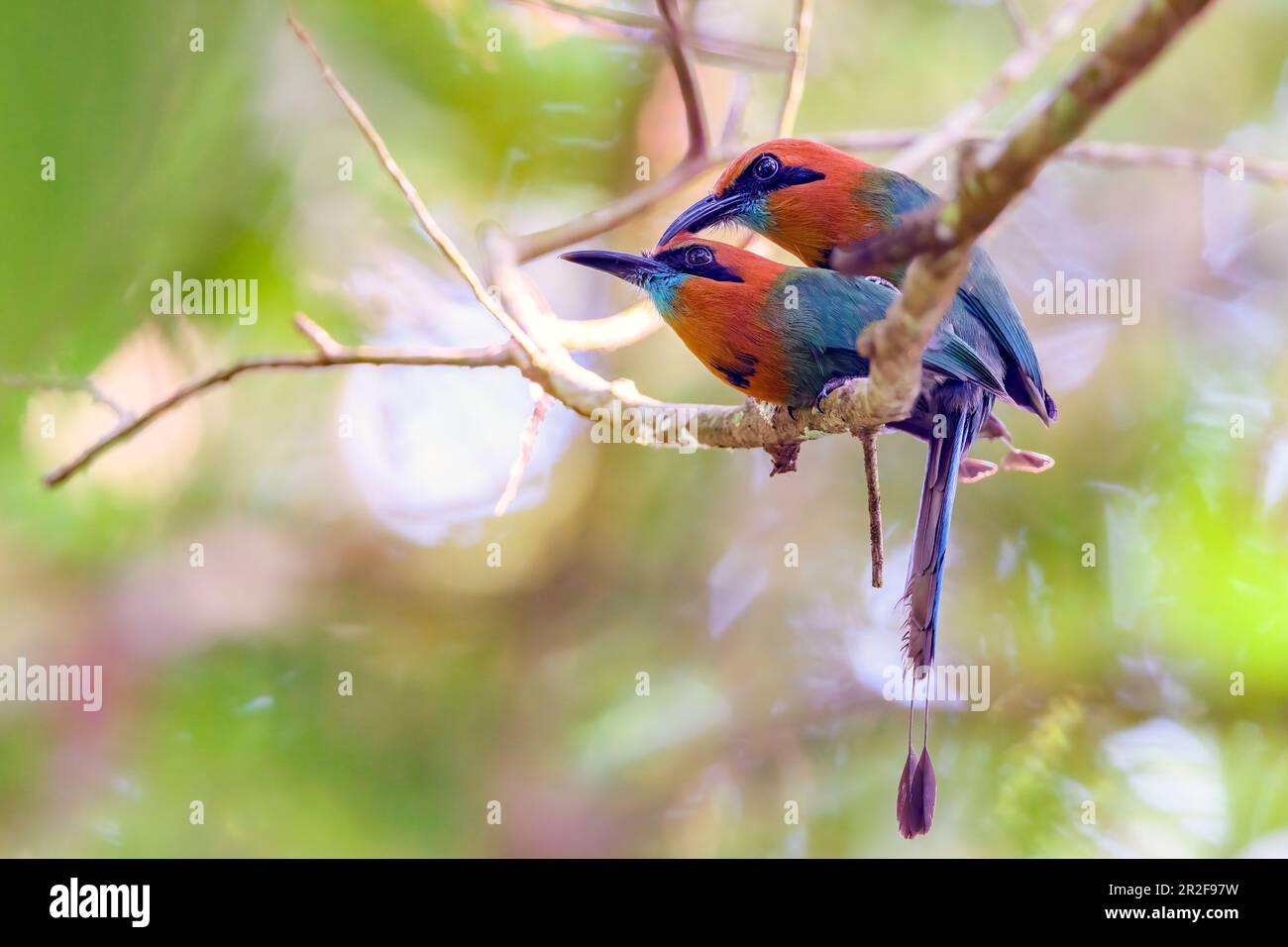 Paarung von Breitschwanzmot (Electron platyrhynchum). Foto von Las Arrieras, Sarapiqui, Cosdta Rica. Stockfoto