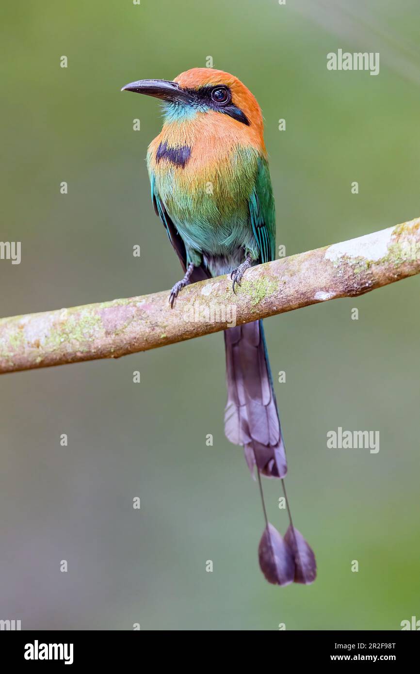 Breitschwanzmot (Electron platyrhynchum). Foto von Las Arrieras, Sarapiqui, Cosdta Rica. Stockfoto