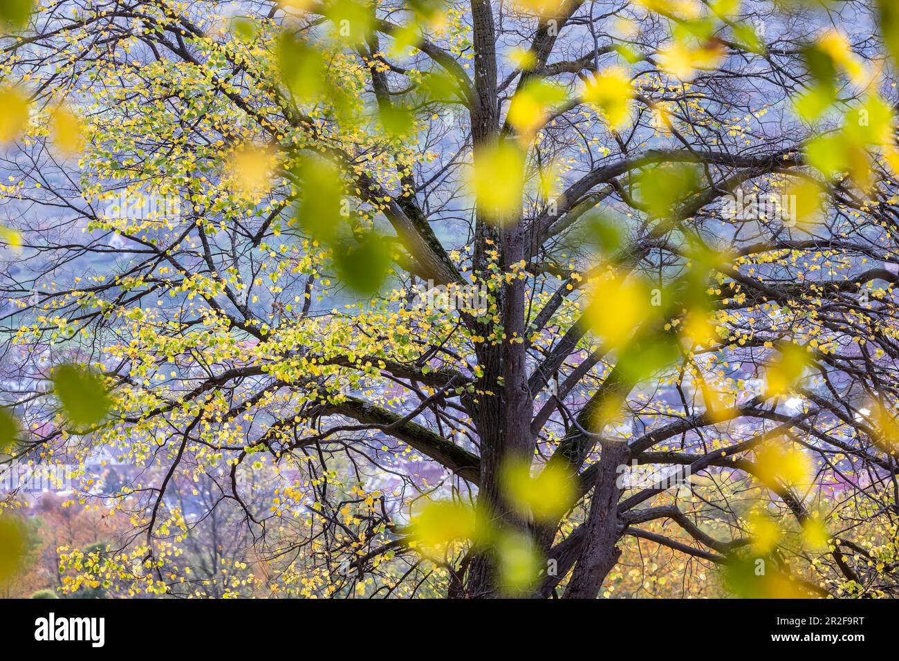 Herbst auf dem Kamm der Schwäbischen Alb, bunte Herbstblätter, Owen, Baden-Württemberg, Deutschland Stockfoto