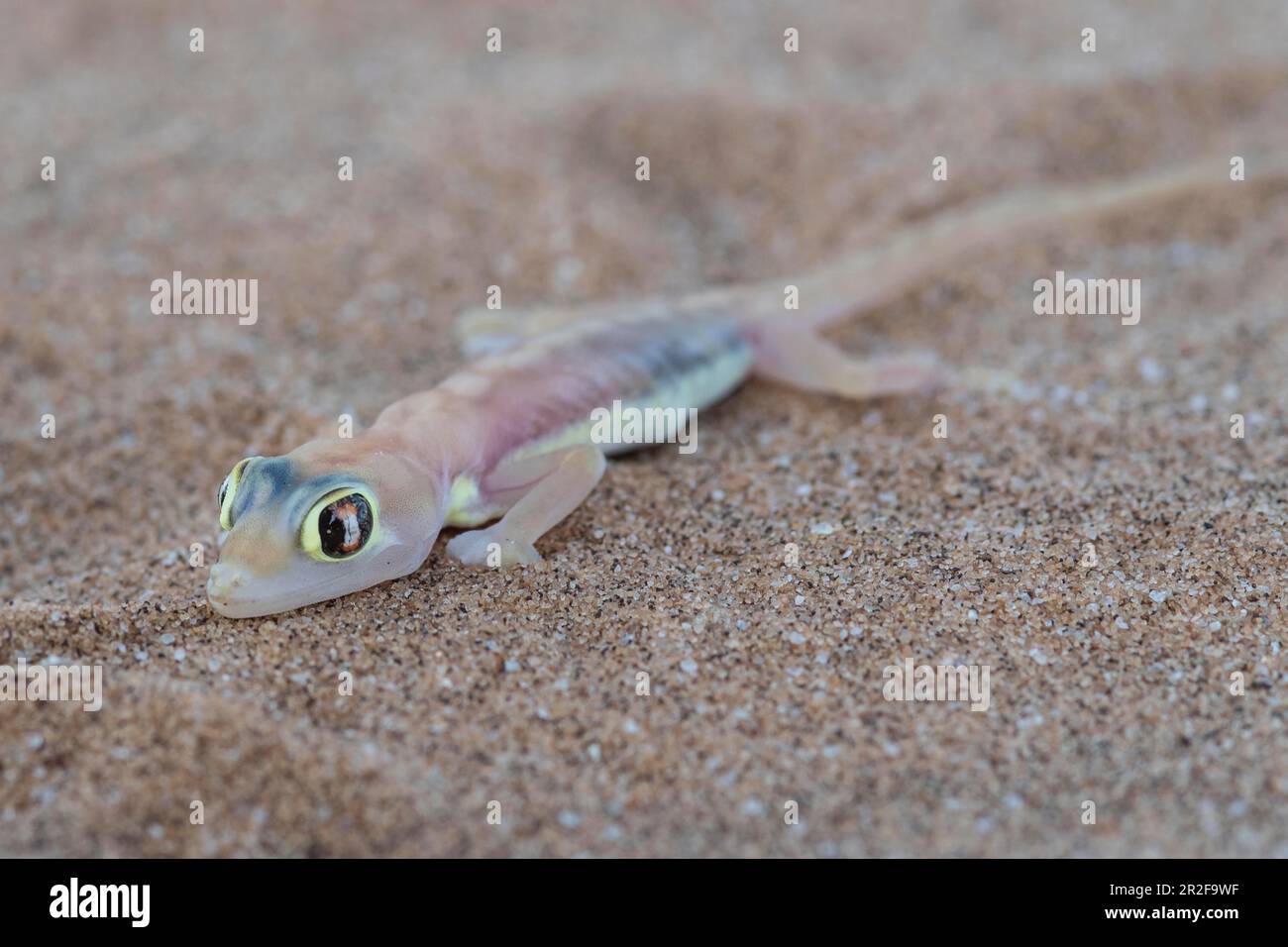 Namib-Sandgecko (Pachydactylus rangei) oder Palmato-Gecko, Dorob-Nationalpark, Namib-Wüste, Namibia Stockfoto