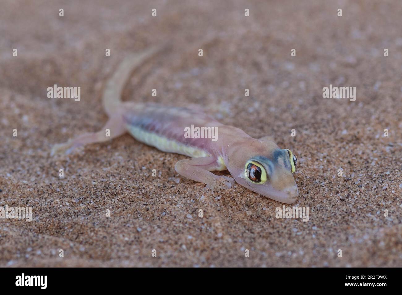 Namib-Sandgecko (Pachydactylus rangei) oder Palmato-Gecko, Dorob-Nationalpark, Namib-Wüste, Namibia Stockfoto