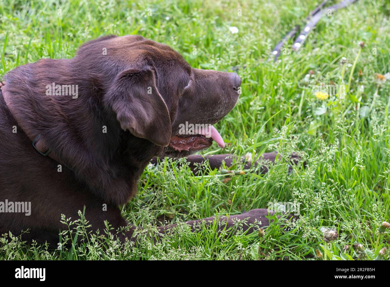 Der alte Labrador ruht im Gras, Baden-Württemberg, Deutschland Stockfoto