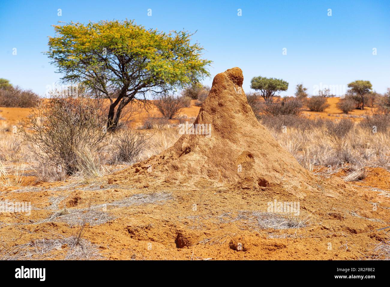 Kalahari, Gondwana Kalahari Park, Mariental, Namibia Stockfoto