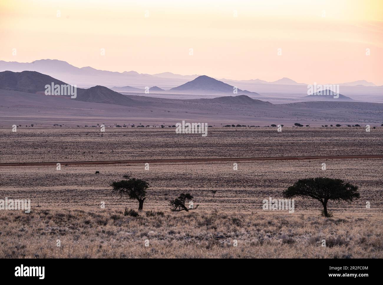 Gondwana Private Reserve am Rand der Diamond Barrier Area, Klein-aus, Succulent Karoo, Namibia Stockfoto