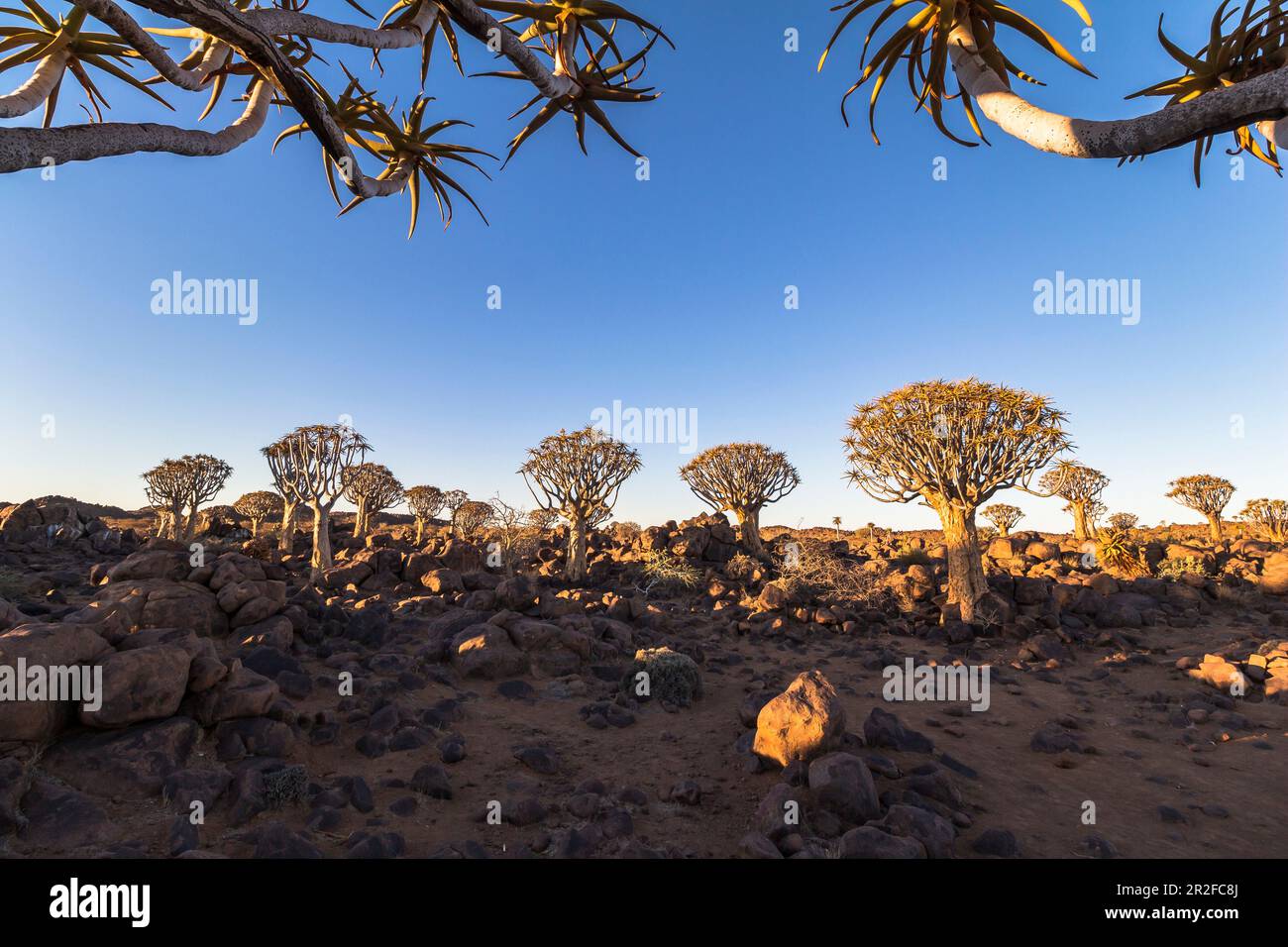 Köcherbaumwald im Köcherbaumwald Restlager im Abendlicht, Keetmanshoop, Namibia Stockfoto