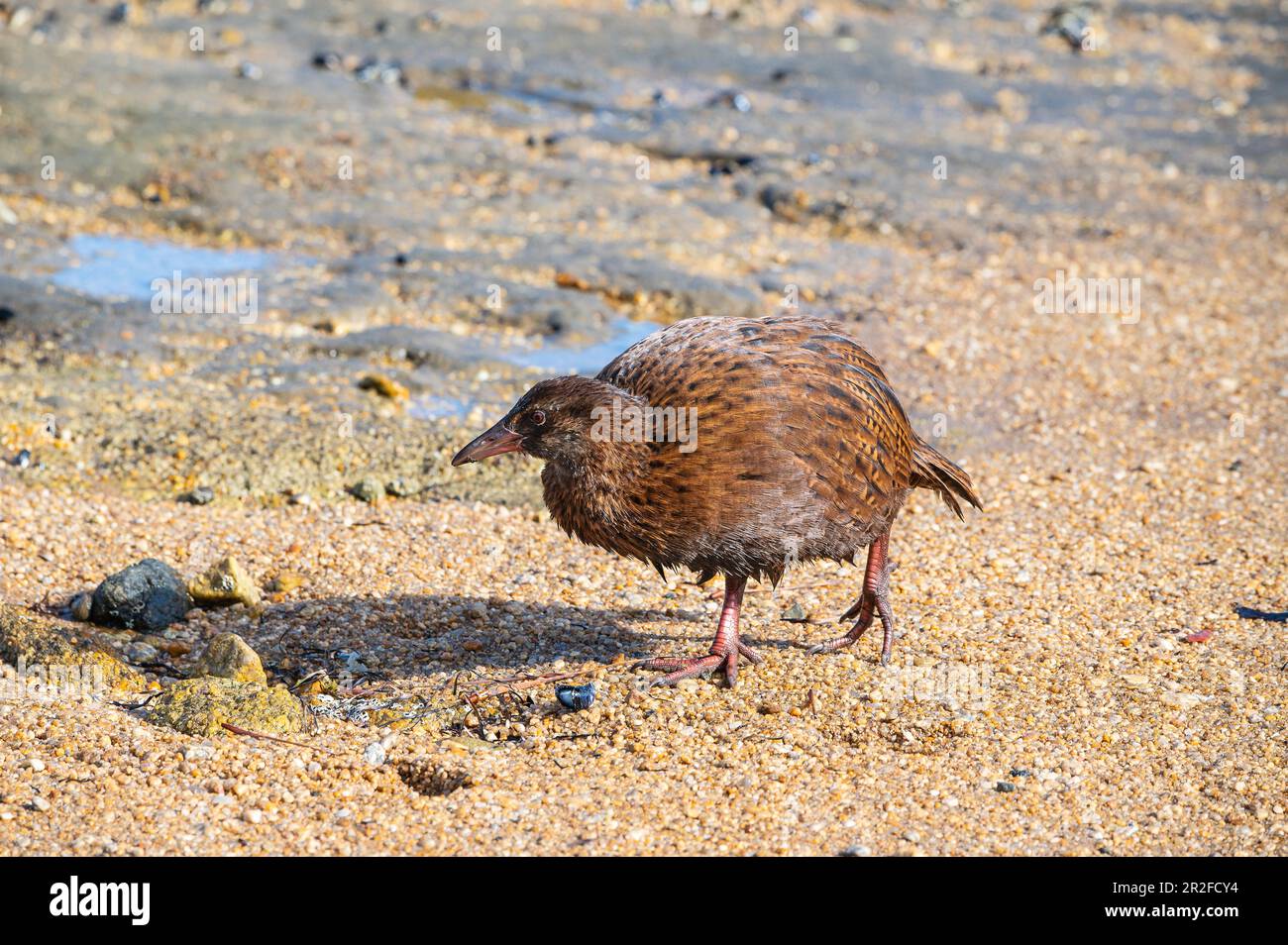 WEKA (Gallirallus australis), Boulder Beach, Ulva Island, Südinsel, Neuseeland Stockfoto