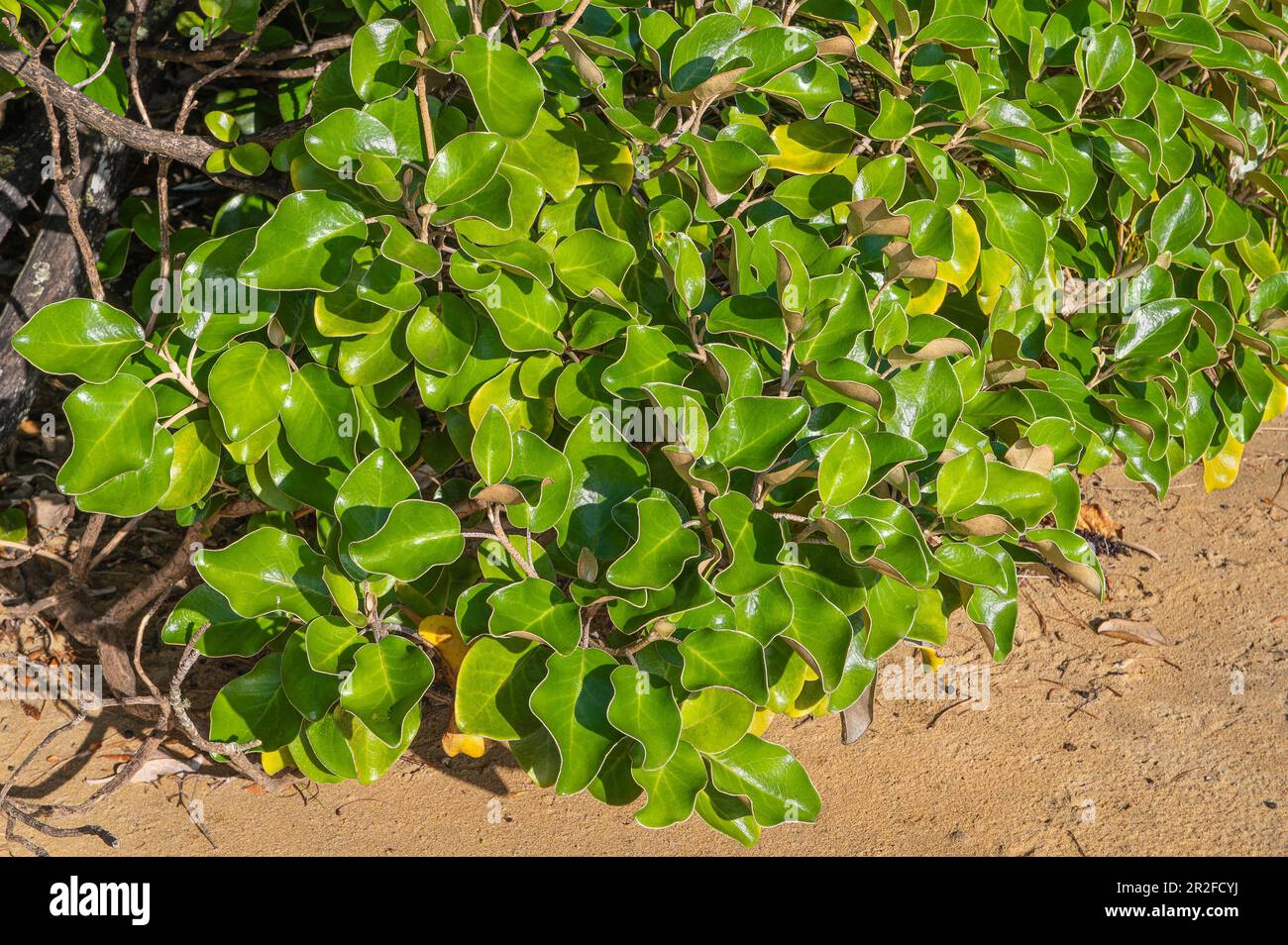 Kapuka-Sträucher, auch Papauma-Sträucher (Griselinia littoralis), Naturschutzwanderung, Ulva-Insel, Südinsel, Neuseeland Stockfoto