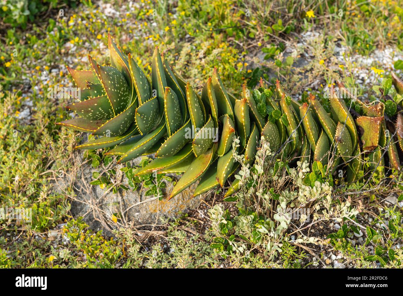 Aloe distans, endemische Arten, rot gelistet, Mauritzbaai, Jacobsbaai, Westkap, Südafrika Stockfoto