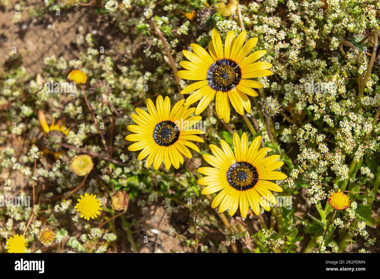 Gelbe Blume (Othonna auriculifolia), Seeberg, Westküsten-Nationalpark, Langebaan, Westkap, Südafrika Stockfoto