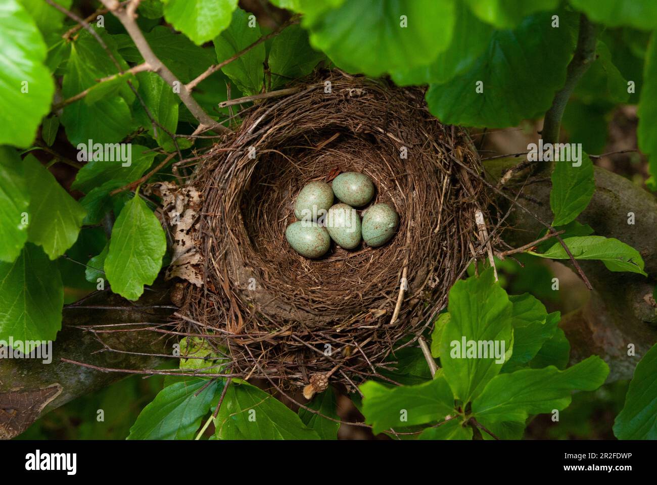 Eurasian Blackbird, Turdus merula, Nest mit Eiern, London, Vereinigtes Königreich Stockfoto