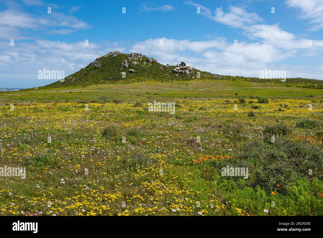 Postberg Section, Westküsten-Nationalpark, Langebaan, Westkap, Südafrika Stockfoto