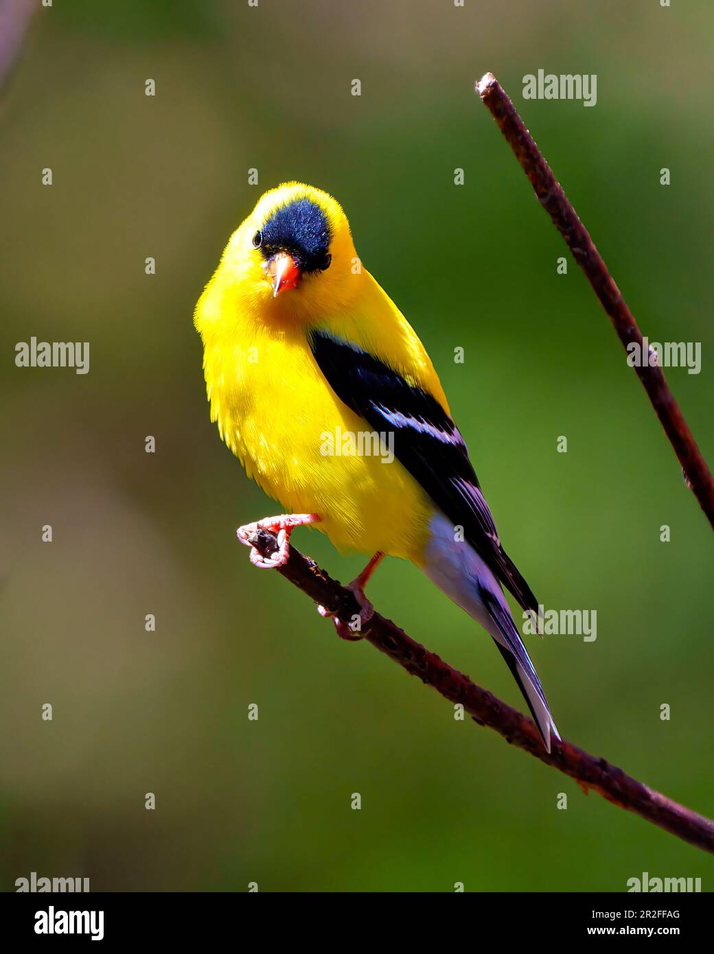 Goldfinch hoch oben auf einem Ast mit farbenfrohem Hintergrund in seiner Umgebung und Umgebung mit gelben Gefiederfedern. Amerikanisches Gold Stockfoto