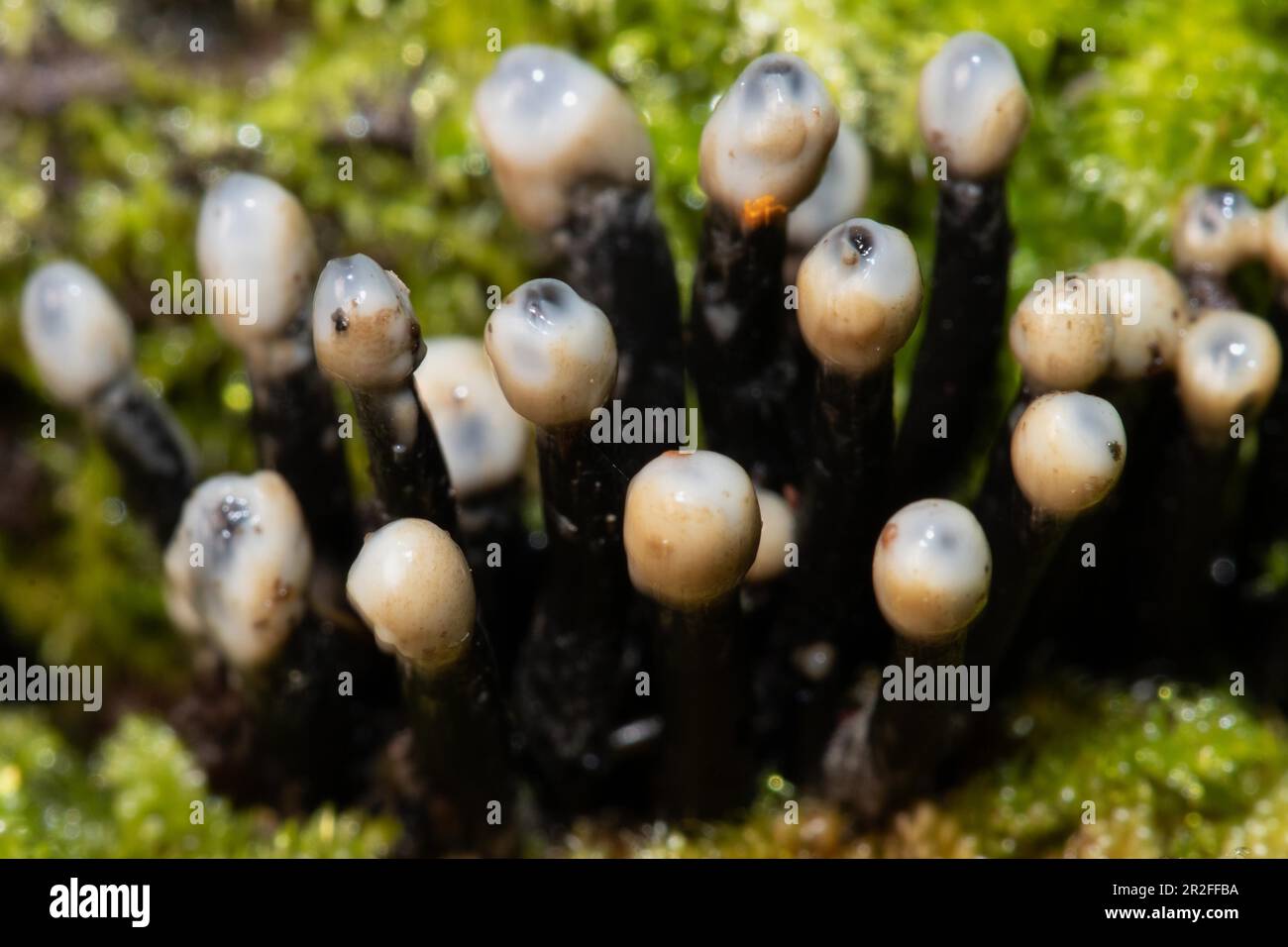 Die zweite Fruchtfolge der Konidia-Schwarzbecher bildet mehrere schwarze, raue Stiele und eiförmige, milchweiße Köpfe nebeneinander in grünem Moos Stockfoto