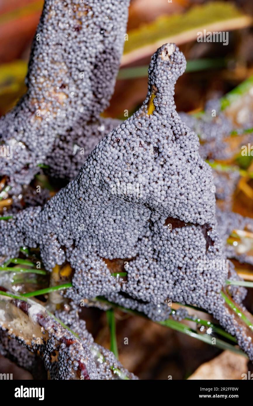 Graue Grasschleimschimmelpilze fruchtbare Körper graublaue, stiftgroße Köpfe auf Stängeln in der Vegetation Stockfoto