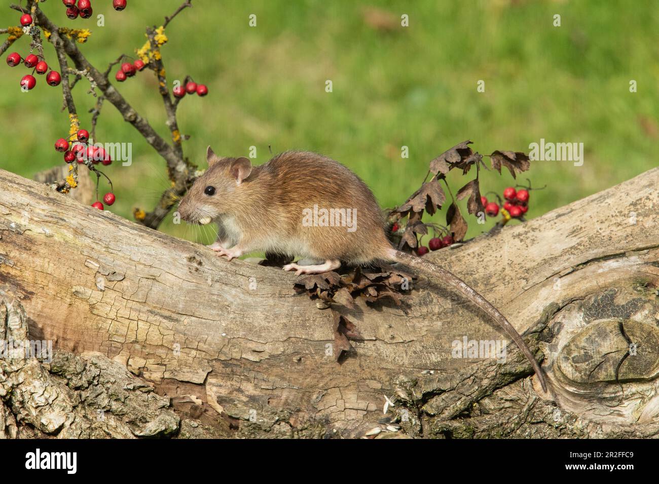 Norwegische Ratte mit Futter im Mund, die auf dem Baumstamm steht, mit roten Beeren, die nach links schauen Stockfoto