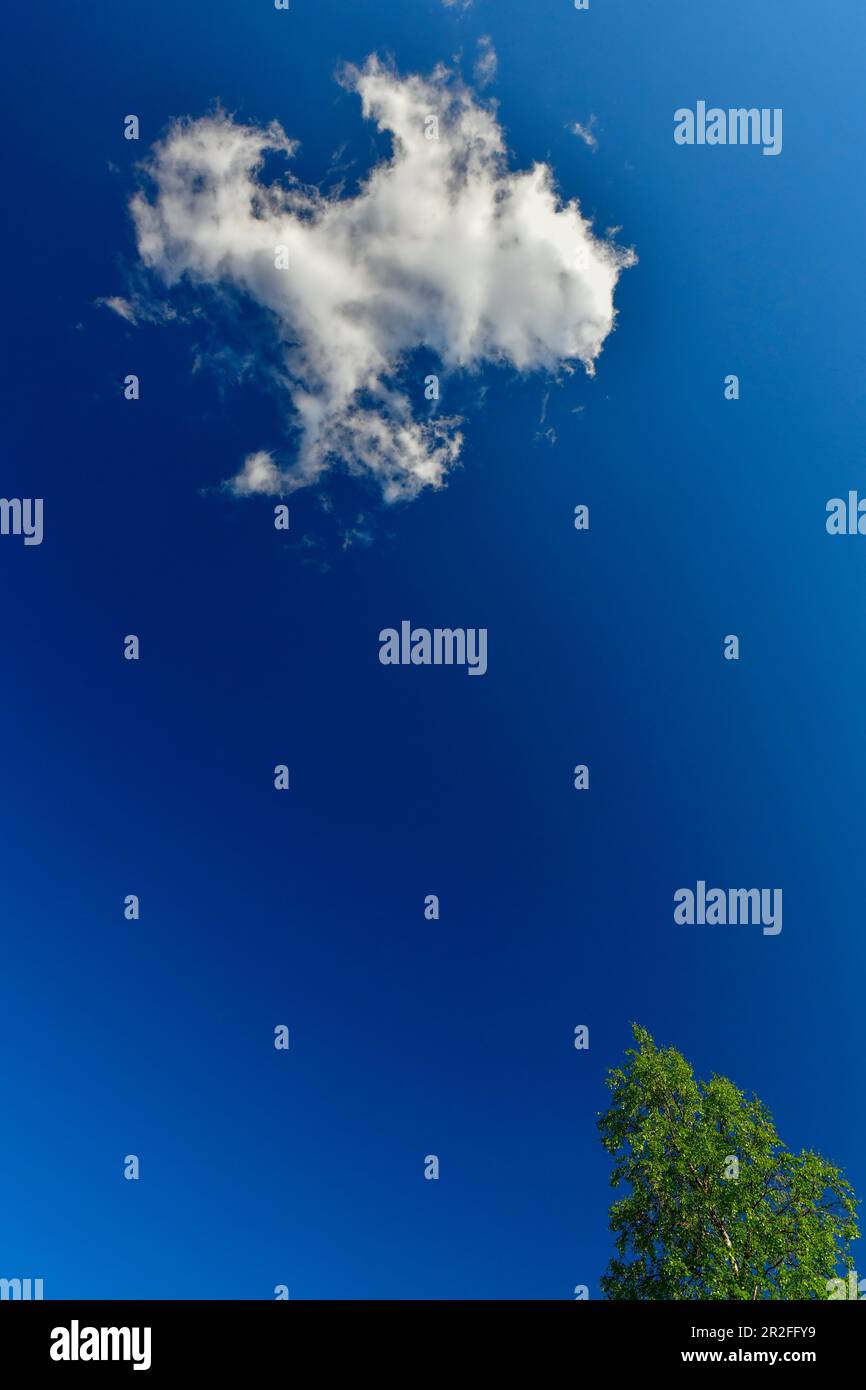 An einem perfekten Tag blickte ich in die Wolken, Lycksele, Norrbottens län, Schweden Stockfoto