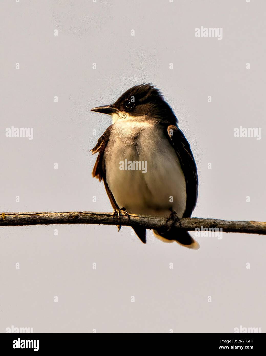 Östlicher King-Vogel aus nächster Nähe, hoch oben auf einem Ast mit Moos mit grauem Himmelshintergrund in seiner Umgebung und Umgebung. Stockfoto