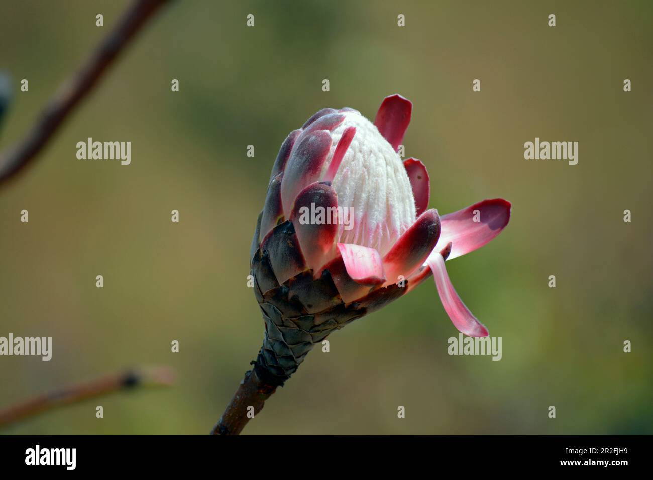 Malawi; Nordregion; Nyika-Nationalpark; Bud; aufsteigende Blüte des Zuckerbusches Stockfoto