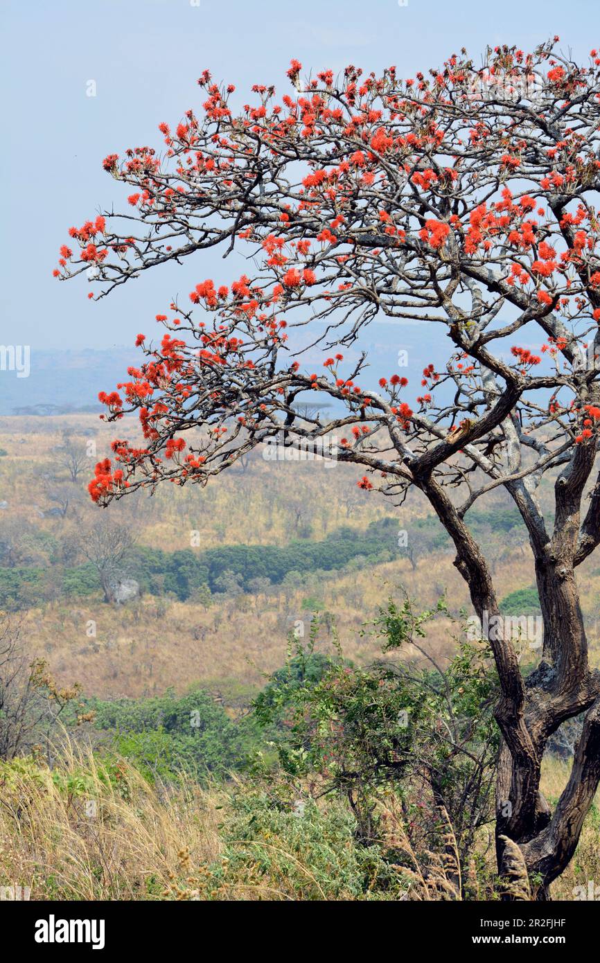Malawi; Nordregion; Nyika-Nationalpark; typische Buschlandschaft; Korallenbaum mit intensiven roten Blumen Stockfoto