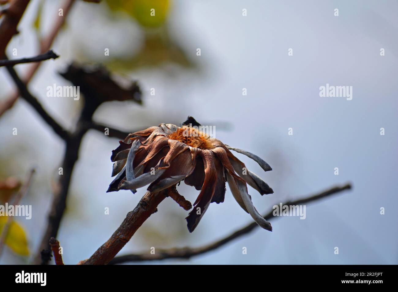 Malawi; Nordregion; Nyika-Nationalpark; verwelkte Blüten des Zuckerbusches Stockfoto