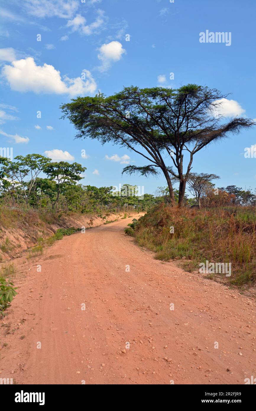 Malawi; Nordregion; Nyika-Berge; Feldstraße mit Akazien und miombo-Bäumen Stockfoto
