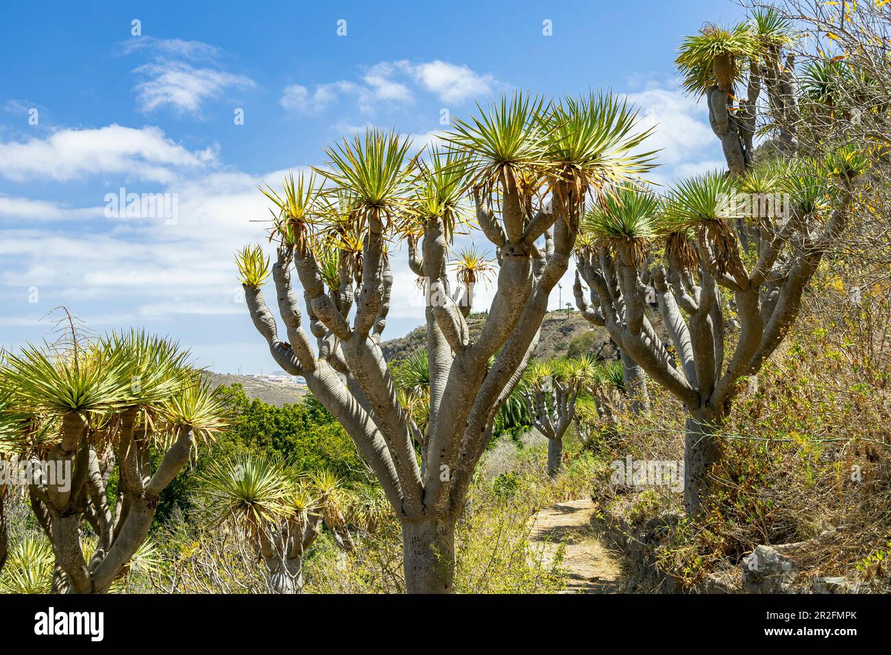 Drachenbaum im botanischen Garten "Jardin Botanico", Gran Canaria, Spanien Stockfoto