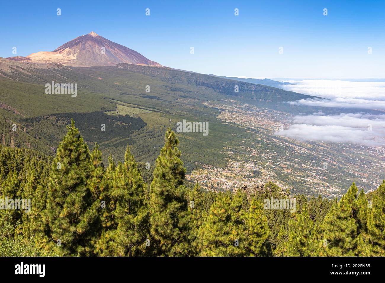 Corona Forestal - Nadelwald auf dem Weg in Teide Nationalpark mit Blick auf den Vulkan, Teneriffa, Spanien Stockfoto
