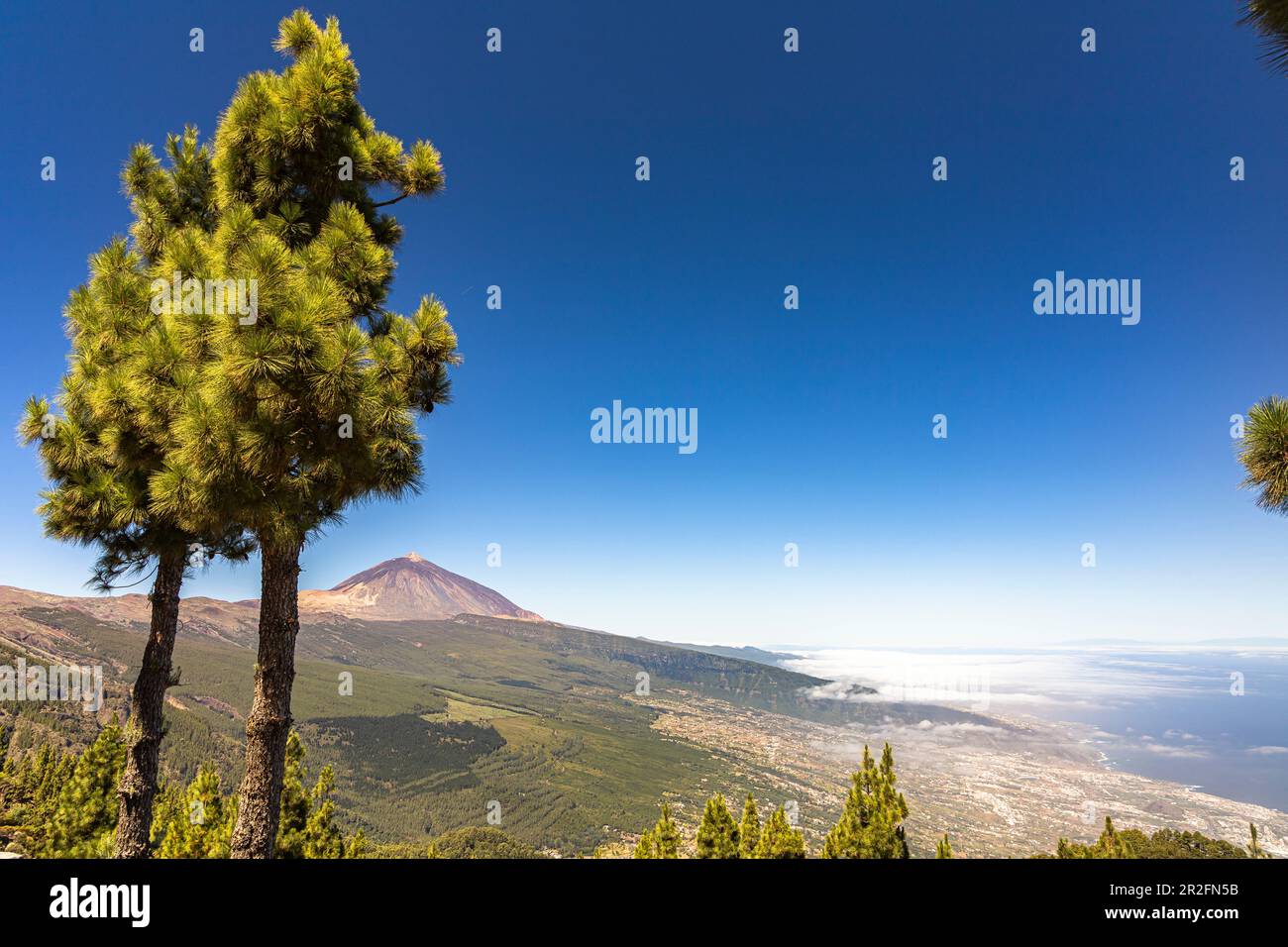 Corona Forestal - Nadelwald auf dem Weg in Teide Nationalpark mit Blick auf den Vulkan, Teneriffa, Spanien Stockfoto