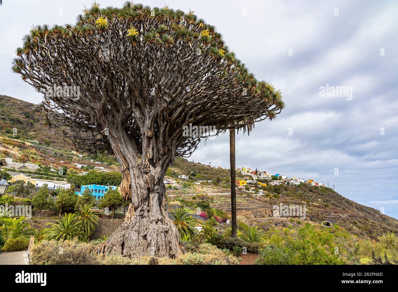 Drago Milenario - der lteste Drachenbaum auf den Kanarischen Inseln und  Wahrzeichen, Icod de los Vinos, Teneriffa, Spanien Stockfotografie - Alamy
