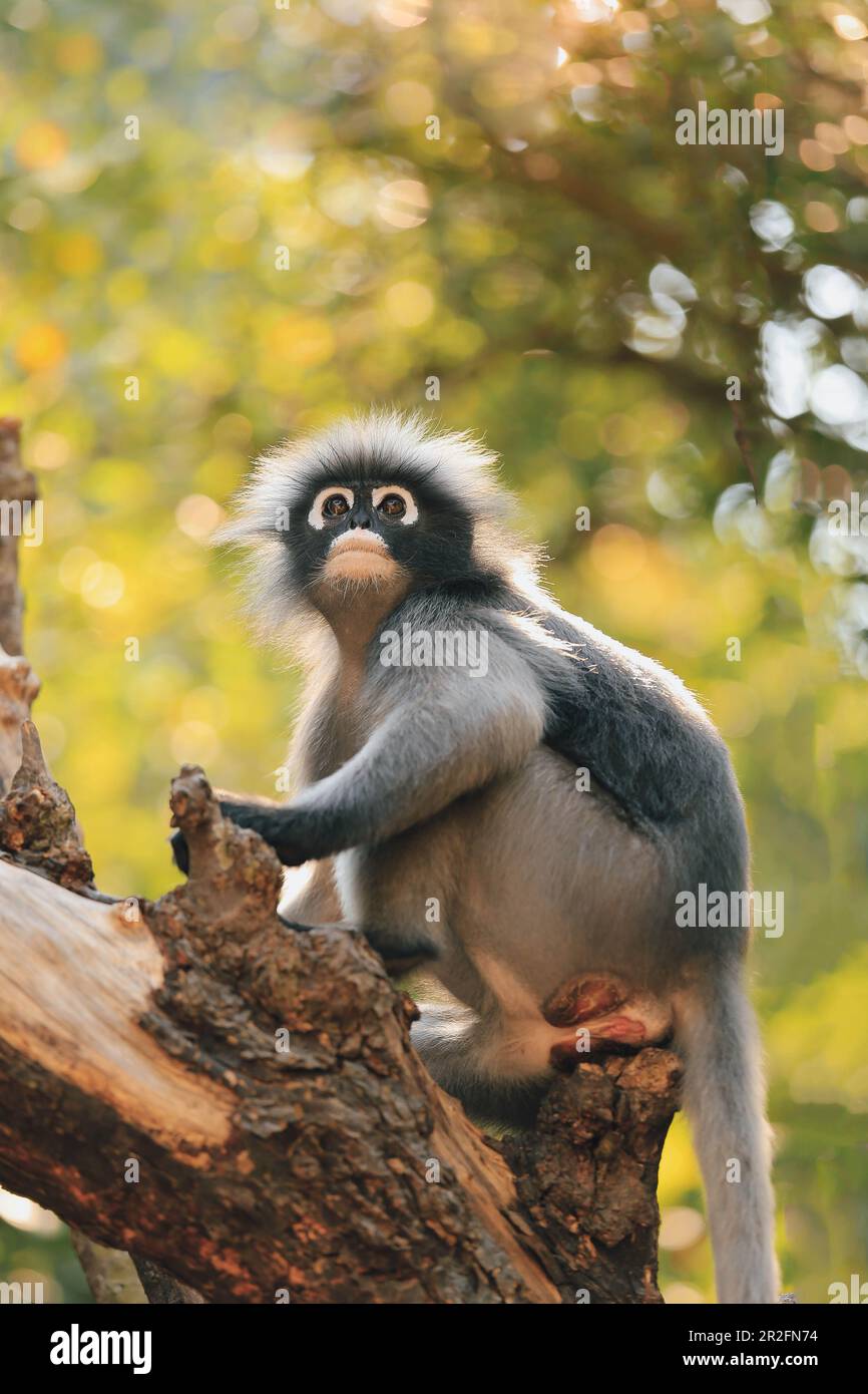 Brillenblättriger Affe, auch Dusky Langur genannt, der nach vorne blickt Stockfoto