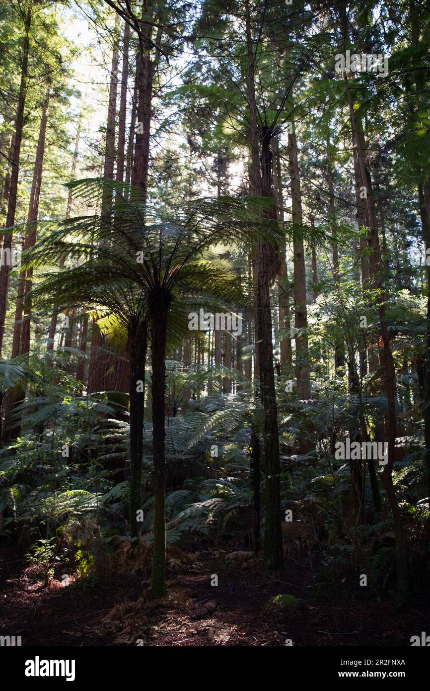 Dichter Wald im Redwood Forest in Rotorua in der Bay of Plenty, Neuseeland. Stockfoto