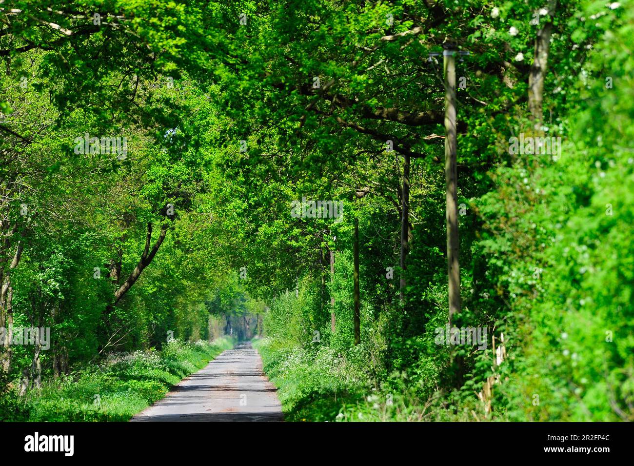 Eine kleine unbefestigte Straße führt in das Moor nahe Geestland, Cuxhaven District, Niedersachsen Stockfoto
