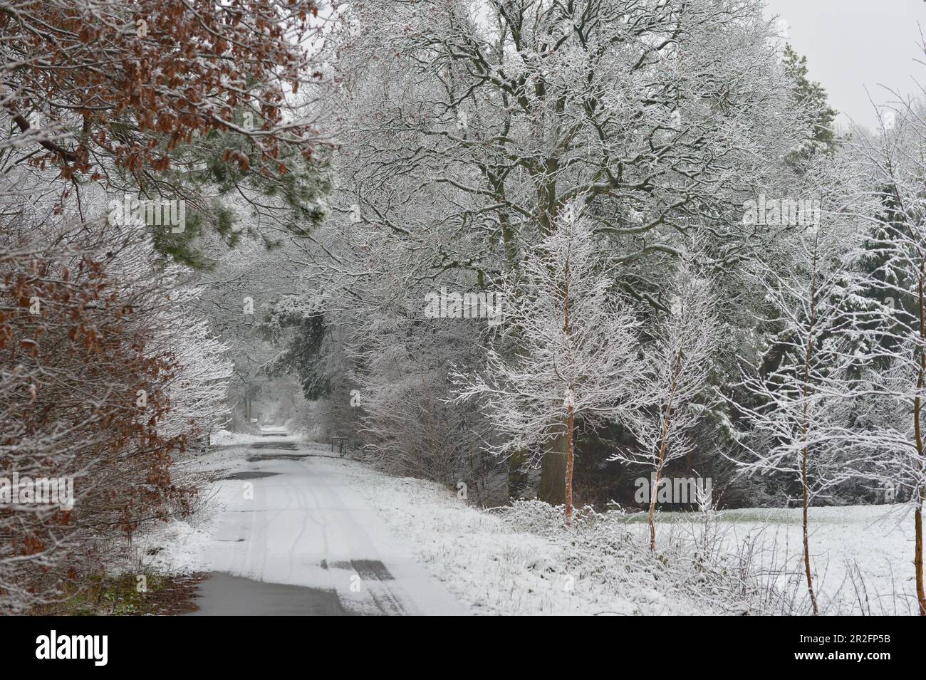 Einsamer Schotterweg ins Moor an einem Wintertag, Geestland, Cuxhaven, Niedersachsen Stockfoto