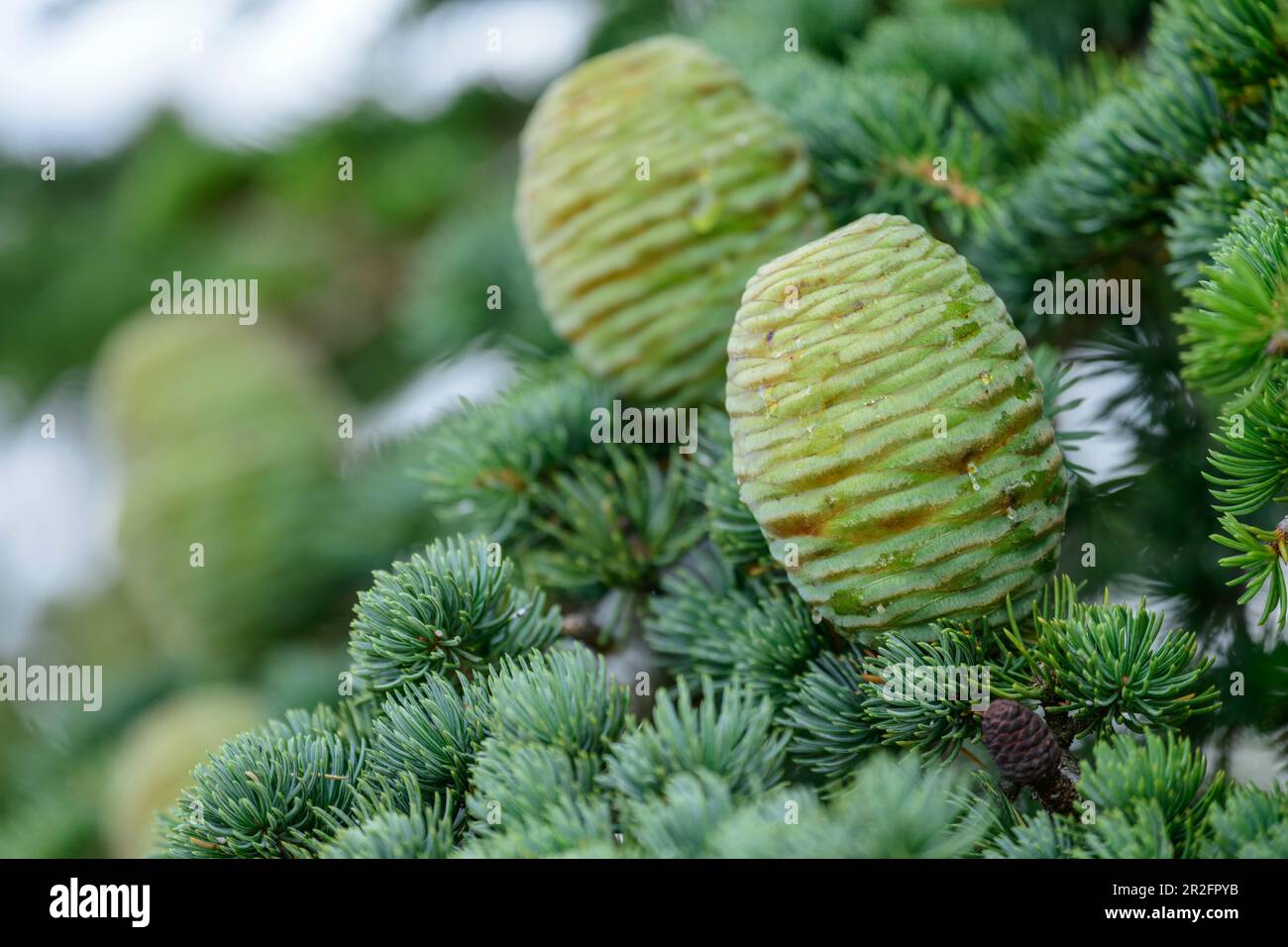 Junge Zapfen auf Atlas Cedar, Atlas Cedar, Cedrus atlantica, Foret de Cedres, Luberon, Luberon Nature Park, Vaucluse, Provence-Alpes-Cote d'Azur, Frankreich Stockfoto