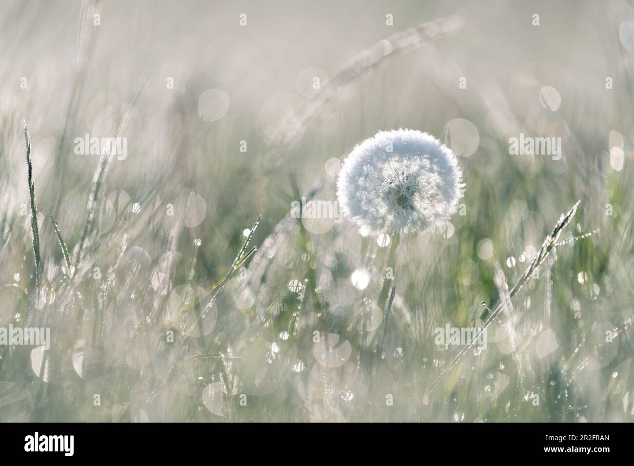 Löwenzahn mit Bokeh Stockfoto