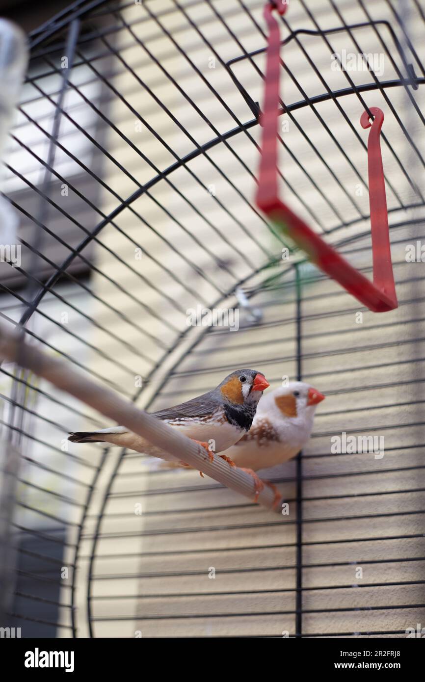 Zwei kleine Vögel in einem Käfig im Hof, Bratislava, Slowakei. Stockfoto