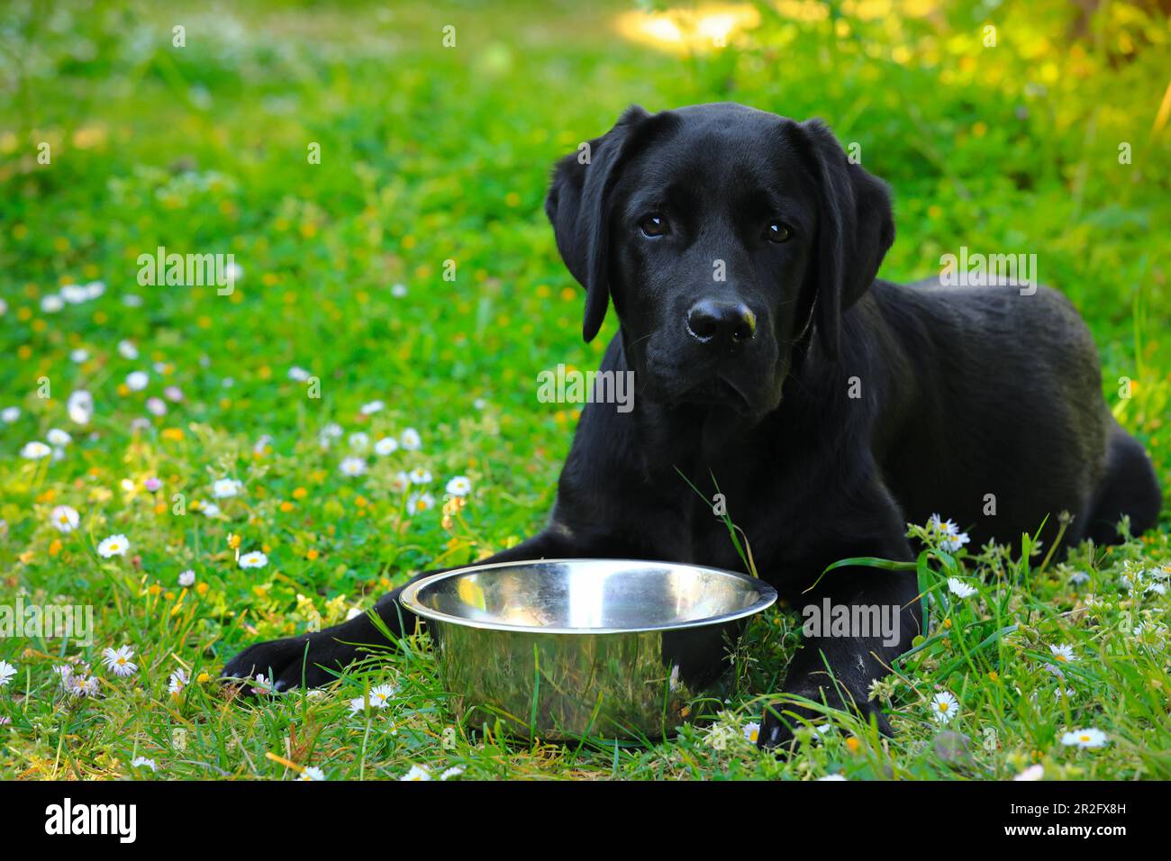 Schwarzes Labrador Hündchen auf dem Gras mit leerer Schüssel. Glücklicher Hund, der im Park sitzt. Stockfoto
