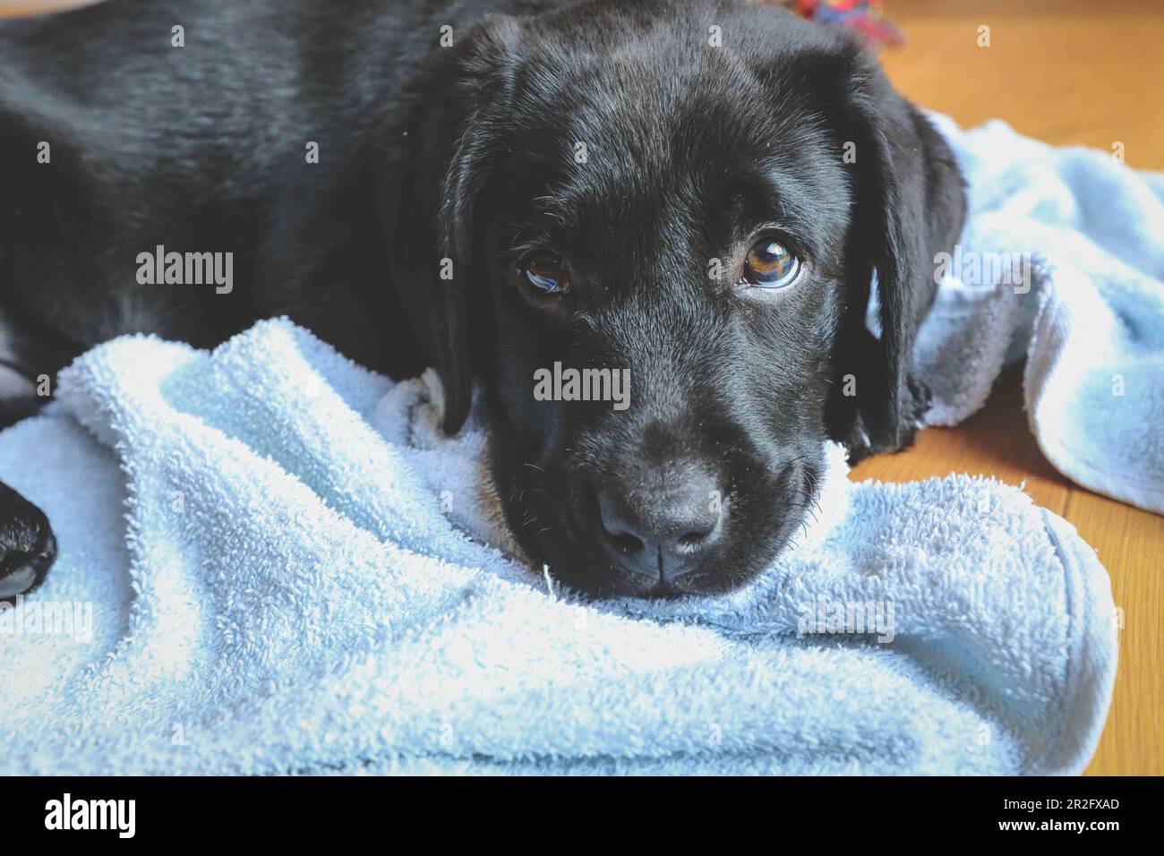 Schwarzes Labrador Hündchen, das mit dem Kopf auf dem Boden lag Stockfoto