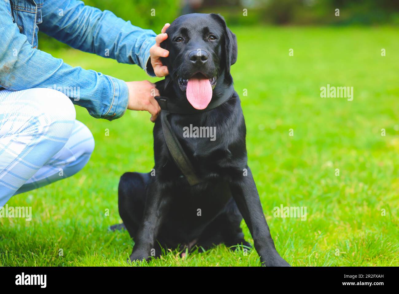 Schwarzer Labrador Welpe auf dem Rasen mit dem Besitzer. Glücklicher Hund, der im Park sitzt Stockfoto