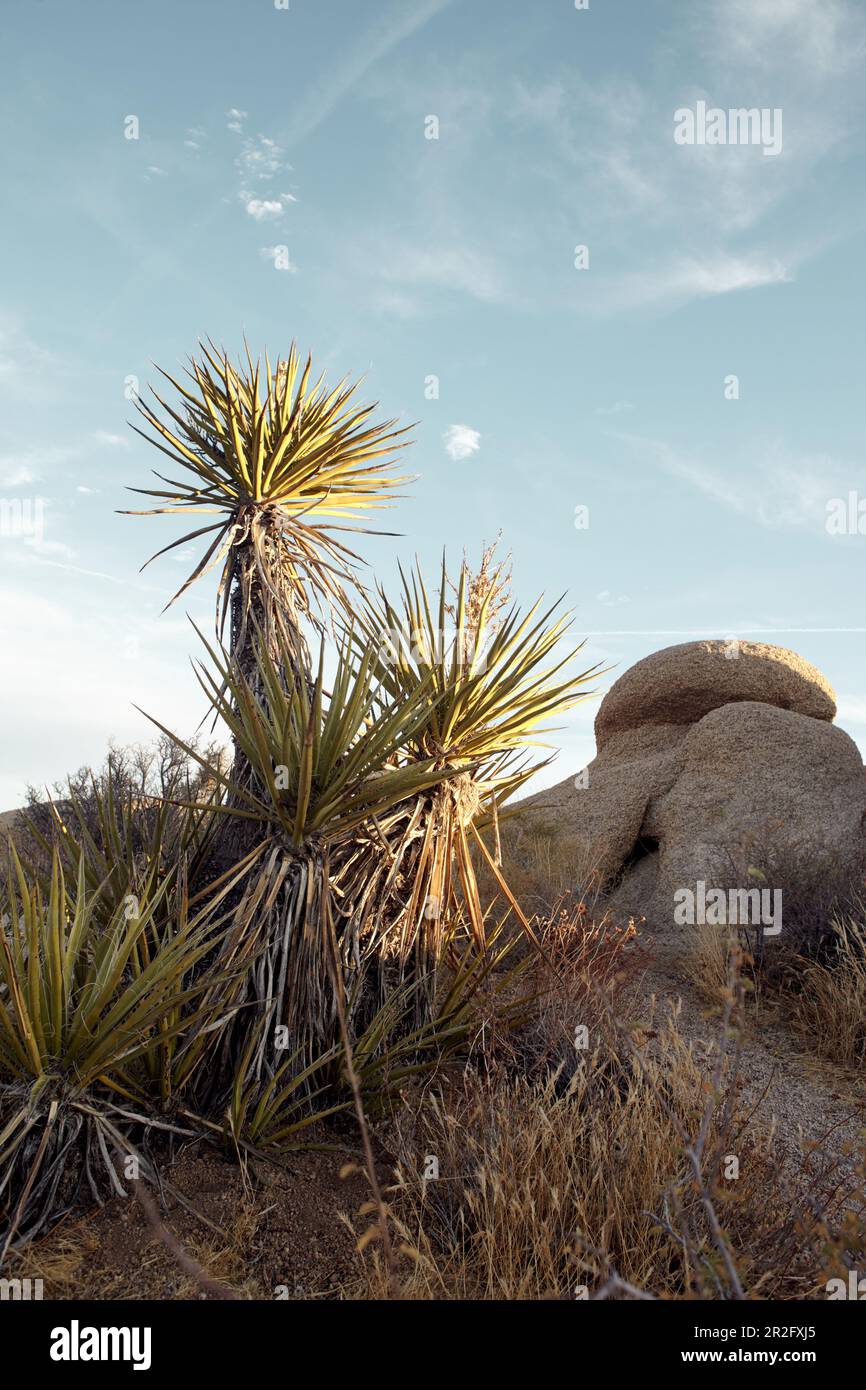 Felsen und Joshua Trees am Abend im Joshua Tree Park, Kalifornien, USA. Stockfoto