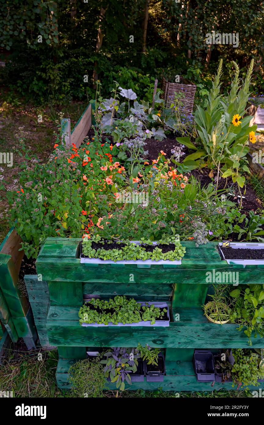 Erhöhtes Bett mit Kräutern, hausgemacht mit Kräutern aus Ihrem eigenen Garten Stockfoto