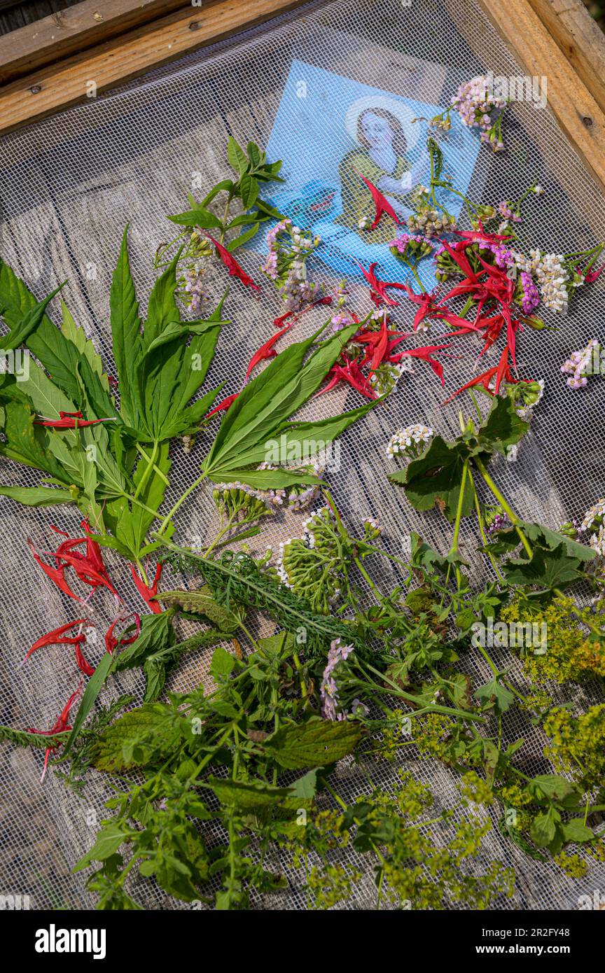Kräuter und Blumen auf Trocknungsgittern, hausgemacht mit Kräutern aus Ihrem eigenen Garten Stockfoto