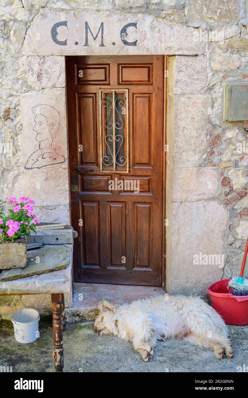 Fetter weißer Hund schläft vor dem Hauseingang, El Castillo, Picos de Europa, Picos de Europa Nationalpark, Kantabrische Berge, Asturien, Spanien Stockfoto