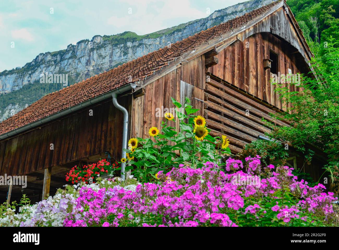 Üppige Blumen vor einem alten Holzlager, Isenthal, Schweiz Stockfoto