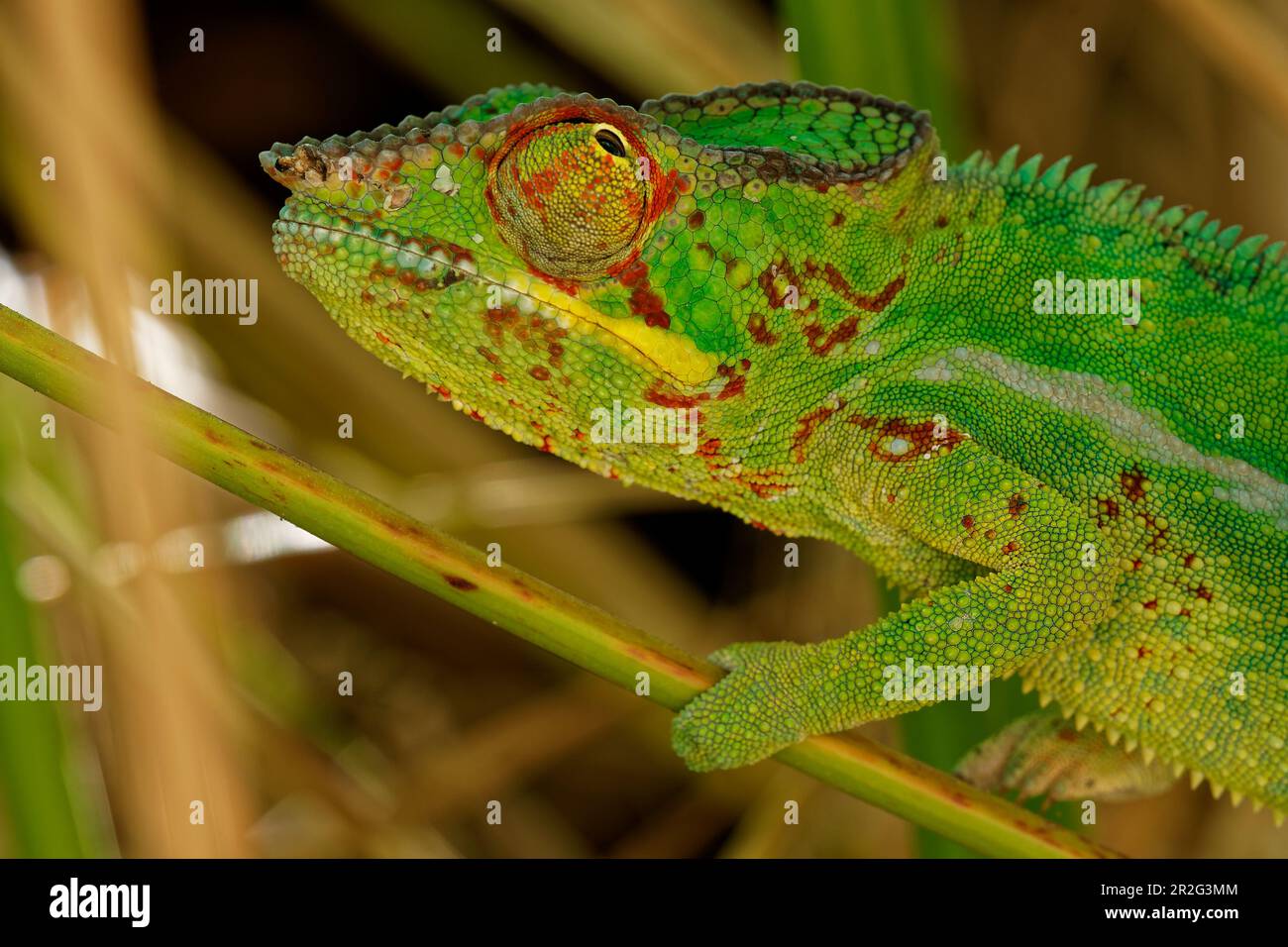 Panther Chamäleon im Jardin d'Eden. Stockfoto