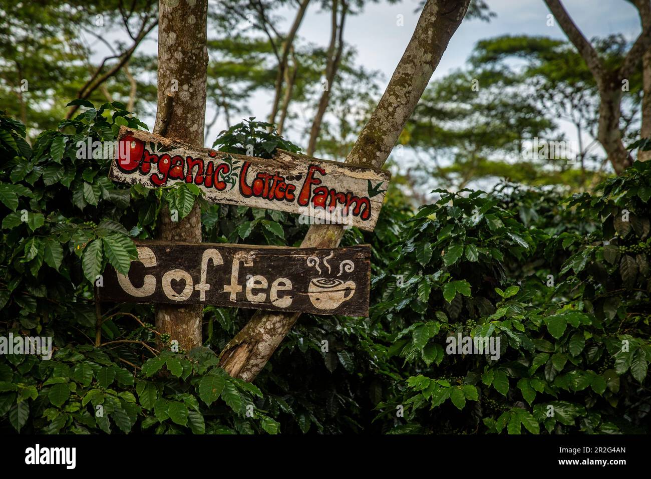 Bolaven, Plateau, Berge, Süd, Südostasien, Laos, Asien, Grün, Landschaft, Kaffee, Mystic Mountain Kaffee, Champasak Stockfoto