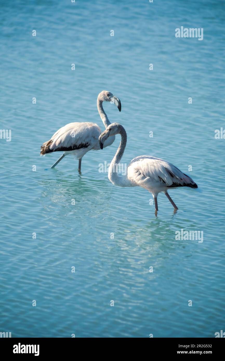 Zwei junge Flamingos laufen, einer vor dem anderen, im flachen Wasser mit Tageslicht und blauem Hintergrund Stockfoto